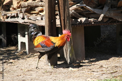 Rooster roams the farm  photo