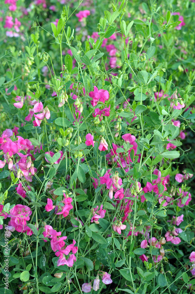 Lathyrus tuberosus grows in the field among the grasses in summer