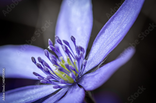 Scilla bifolia (alpine squill or two-leaf squill). Beautiful close-up photo of scilla bifolia flower