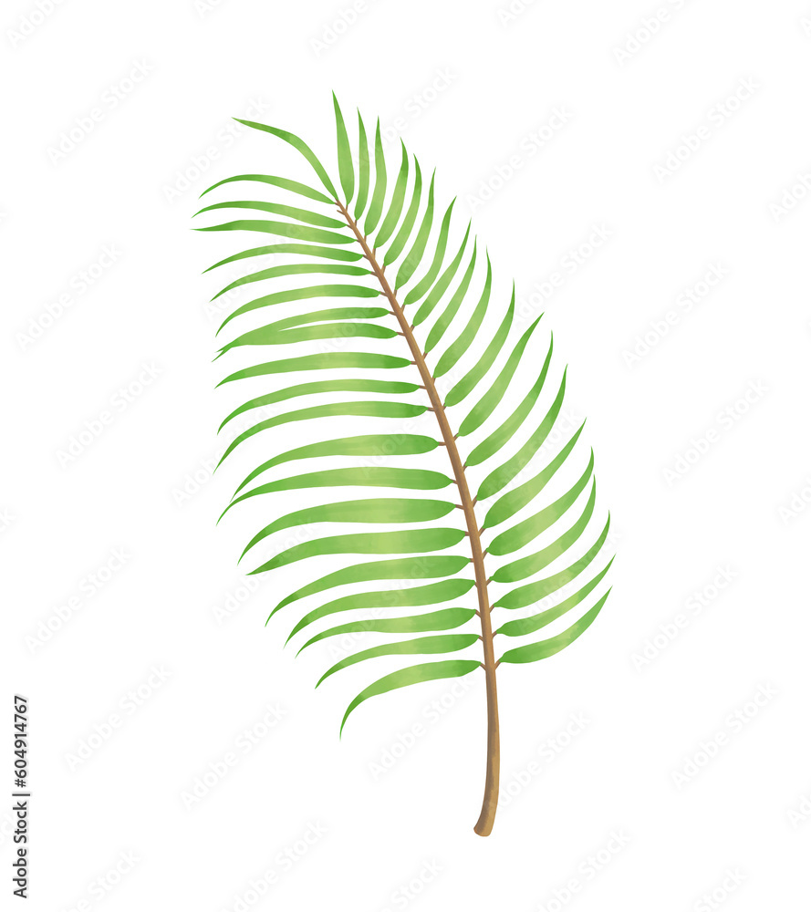 palm leaf illustration, 야자잎 일러스트 palm leaf illustration, 야자잎 일러스트