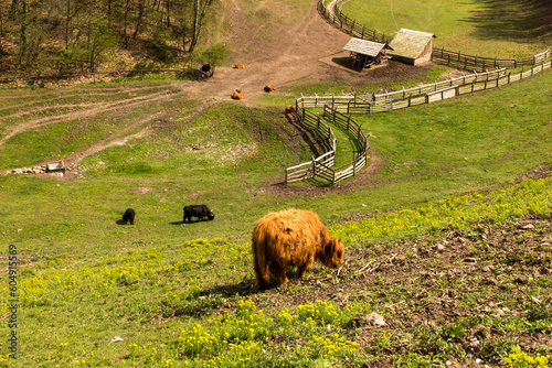 Agritourism with a yak farm at the foot of the Teczyn Castle in the village of Rudno near Krzeszowice in Poland photo