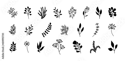 Bundle of detailed botanical drawings of blooming wild flowers. Black and white doodle blossom. Decorative floral elements set. Vector illustration © aditha