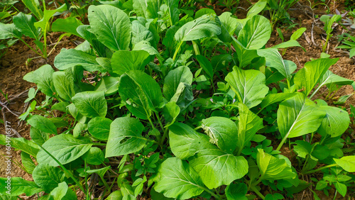 close view Caisim (Brassica juncea L.) is a vegetable plant with a sub-tropical climate photo