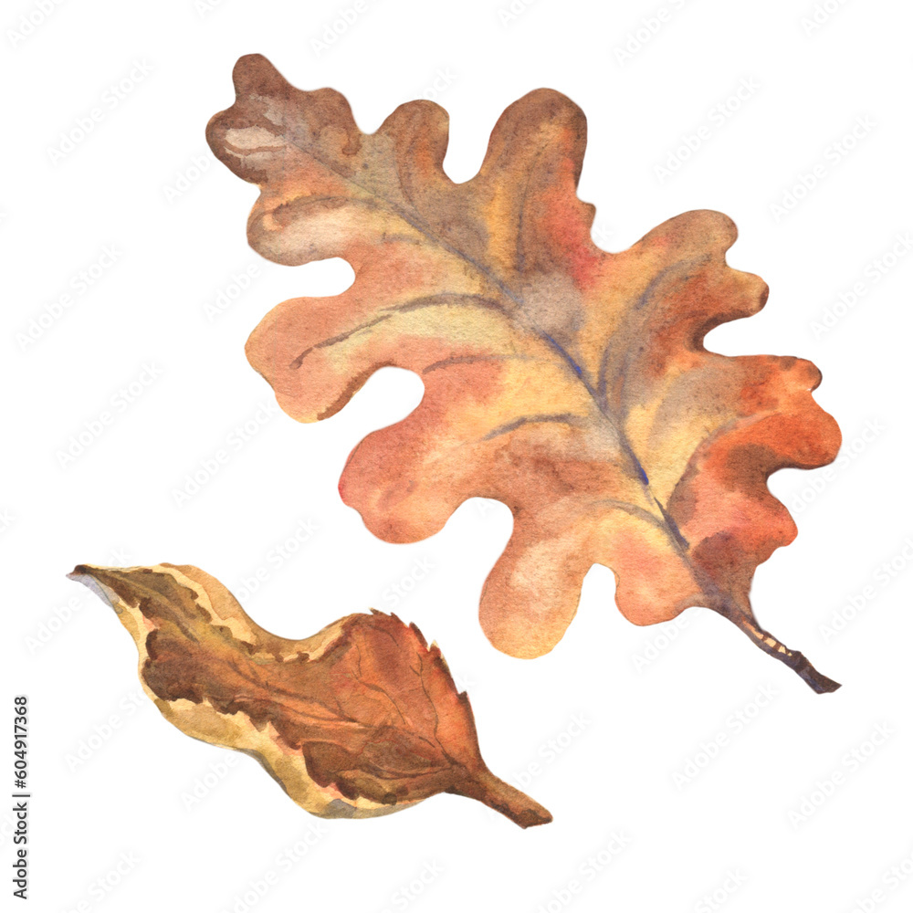 Fototapeta premium A beautiful autumn watercolor set of dry leaves. Oak leaf on white background