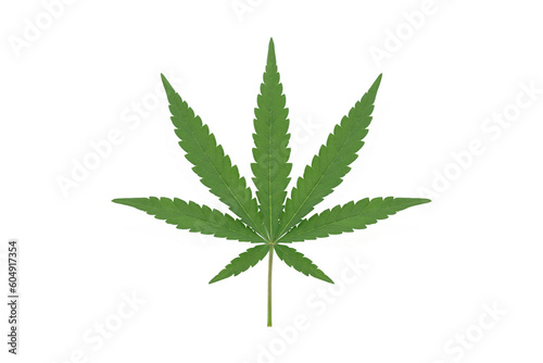 Green cannabis leaves isolated on transparent background, For montage product display or design key visual layout, Growing medical marijuana.Png file