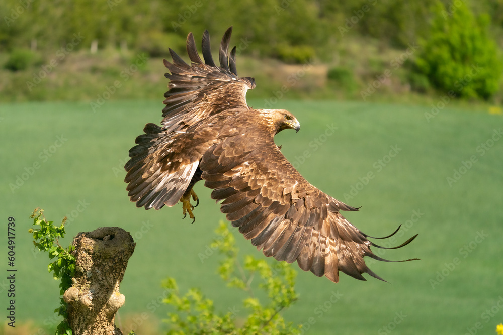 Obraz premium ÁGUILA REAL EN VUELO