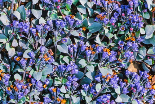 Oyster leaf flowers flowering in the summer photo