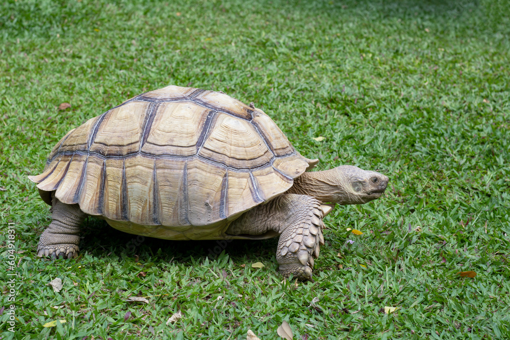 Big Sulcata Tortoise or turtle walking in the lawn in the garden. Big Sulcata Tortoise or turtle walking in the lawn in the garden.