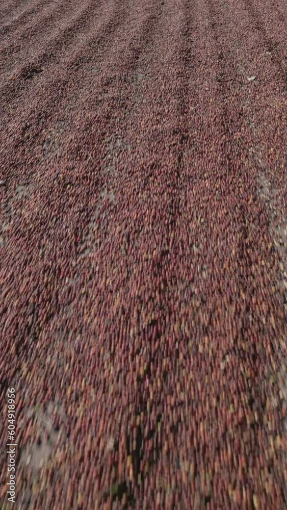 Vertical video - Drying coffee cherry in the sun, Chiriqui, Panama, Central America - stock video Vertical video - Drying coffee cherry in the sun, Chiriqui, Panama, Central America - stock video