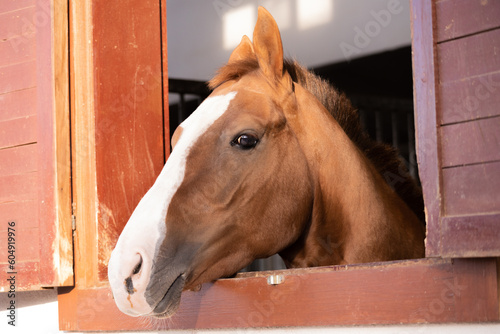 horse, animal, eye, ear, mouth, run, barn
