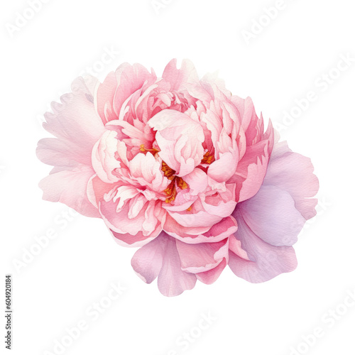 Watercolor Peony flower  summer floral blossom  Generative AI  png image.