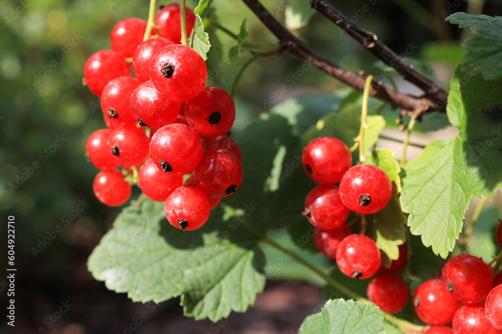 Ripening red currant berries. Soft focus