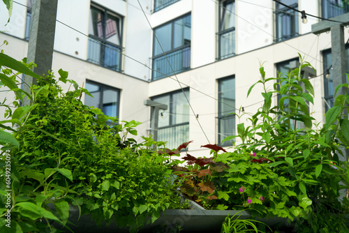 Vertical garden near a flat in the city of Groningen. Living wall garden for climate adaptation. Urban greening. Green facade garden. City oasis.