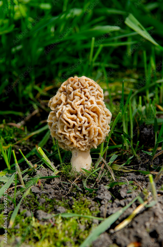 Mushrooms Spring. Morchella esculenta mushroom growing in green grass. Mushrooms Spring. Morchella esculenta mushroom growing in green grass.