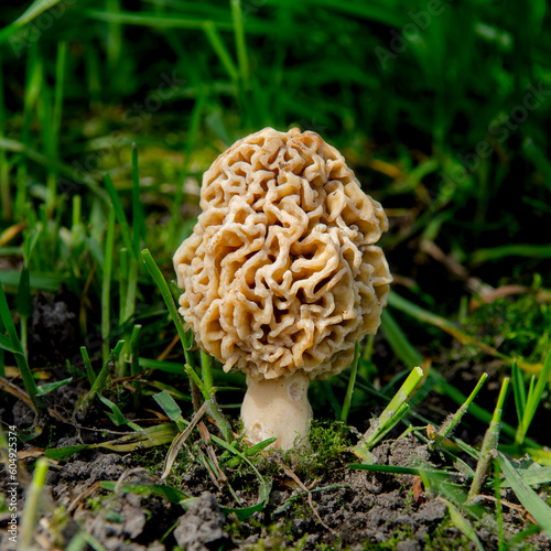 Mushrooms Spring. Morchella esculenta mushroom growing in green grass.