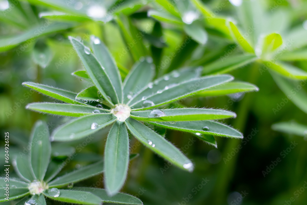 A drop of water on a Lupinus leaf. A drop of water on a Lupinus leaf.