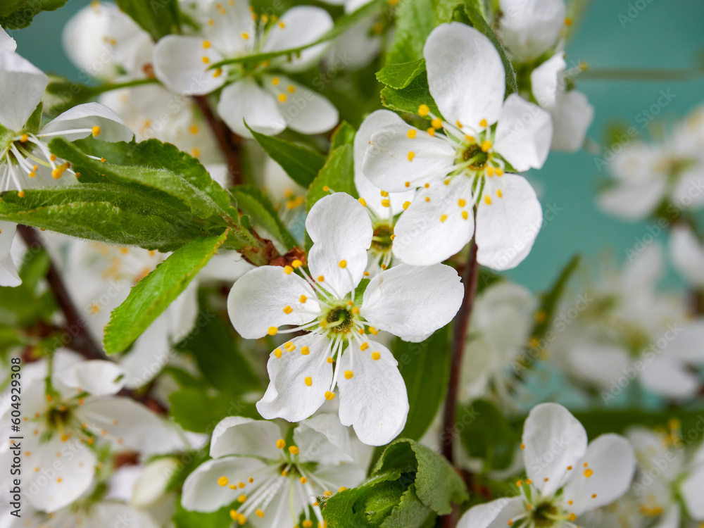 Obraz premium White flowers on green bush. Spring cherry apple blossom. The white rose is blooming. 