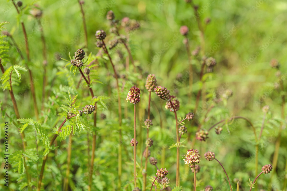 Small burnets (Sanguisorba minor) in a kitchen garden. Small burnets (Sanguisorba minor) in a kitchen garden.