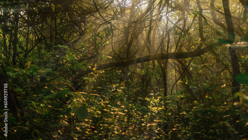 World environment day. Forest with fresh morning light renewable energy-based green businesses. climate change and global warming  sustainability in the future  Reduce CO2 emission  