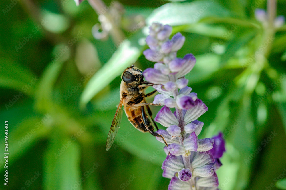 Abeille butinant une fleur, Bee foraging on a flower Abeille butinant une fleur, Bee foraging on a flower
