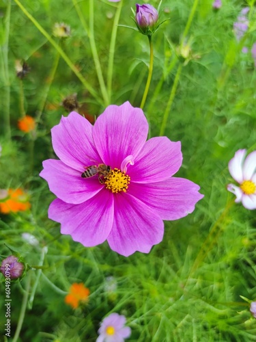 pink flower in garden bee