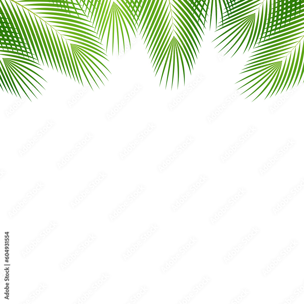 Coconut Leaves or Green Palm Leaves. Summer Background Frame. Vector Illustration Isolated on White Background. 