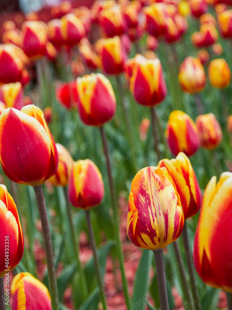 Field of colorful tulips red tulips field many red flowers spring flowers field tulip red tulips yellow tulips pink flowers field Field of colorful tulips red tulips field many red flowers spring flowers field tulip red tulips yellow tulips pink flowers field