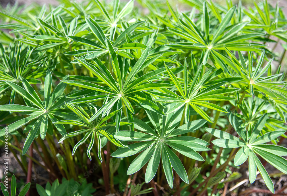 Closeup of lupine flower leaves in early spring. Closeup of lupine flower leaves in early spring.