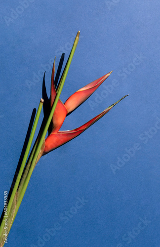 Tropical orange heliconia or lobster claw plant flower on the blue background. Top view. photo