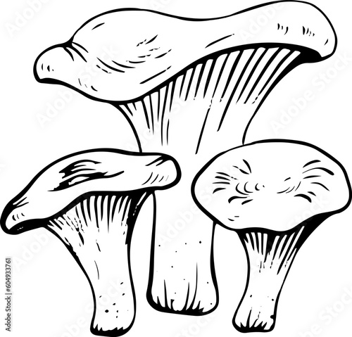 Vector black and white chanterelle mushrooms doodle style isolated on white background