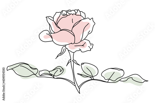 Rose flower in bloom on stem with leaf, line art with pink shape. Hand drawn realistic detailed vector illustration. Black line on pink abstract organic shape clipart.