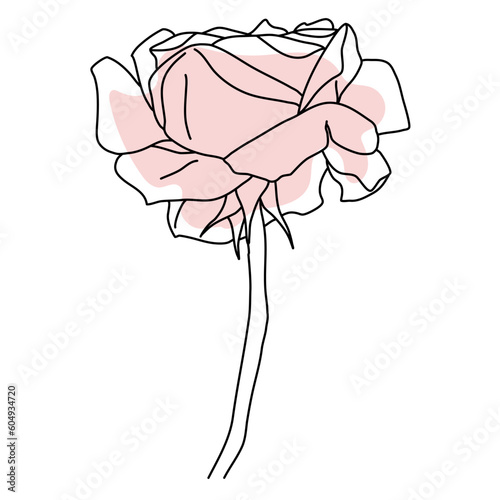 Rose flower in bloom line art with pink shape. Hand drawn realistic detailed vector illustration. Black line on pink abstract organic shape clipart.