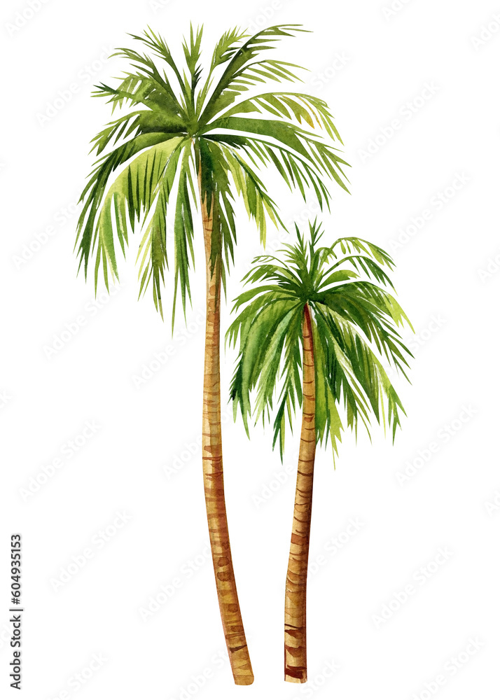 Watercolor Palm trees isolated on white background. hand painted palm tree. Hand drawn green plant Watercolor Palm trees isolated on white background. hand painted palm tree. Hand drawn green plant