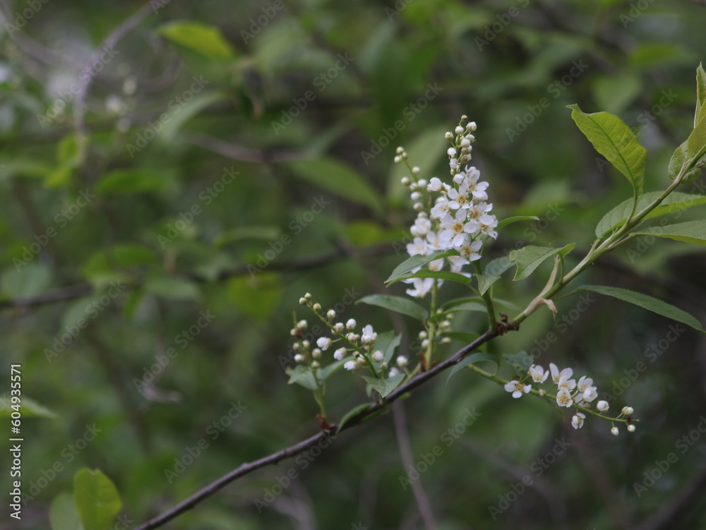 Flowering cherry branches on a blurry background Flowering cherry branches on a blurry background
