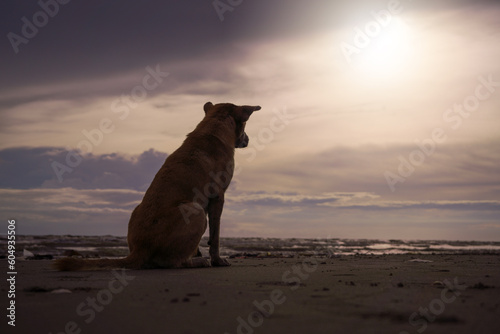 Thai dog sitting on the beach in warm light