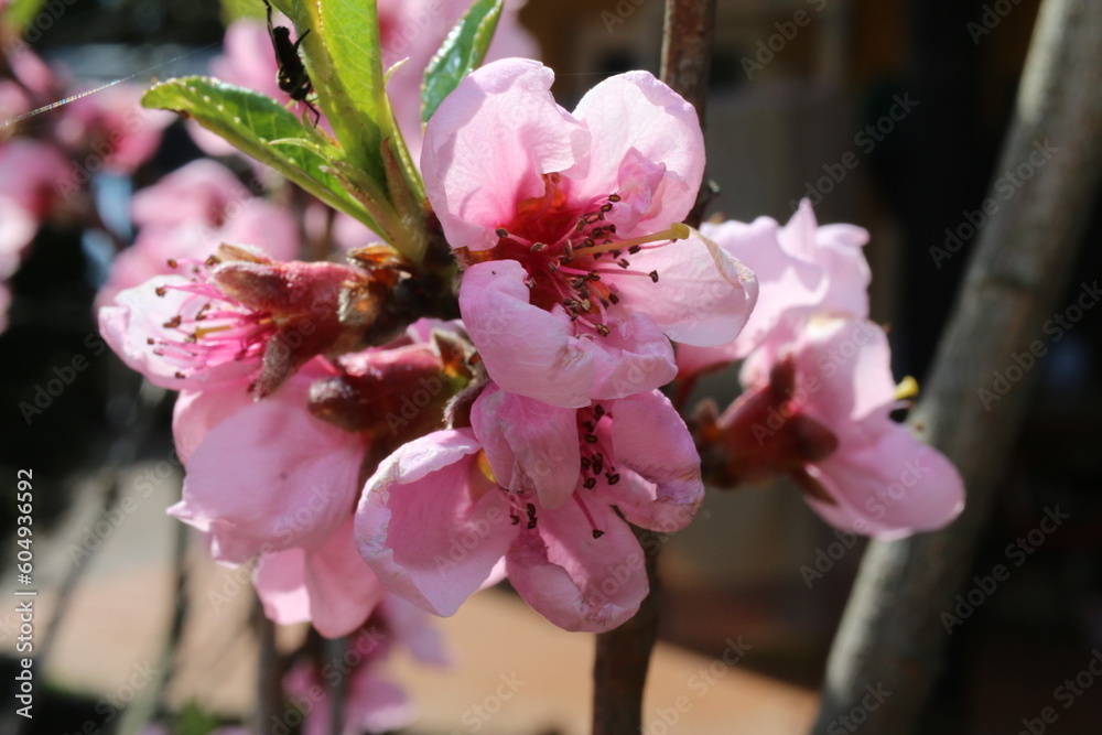 drzewo jabłoń kwiat różowy - obrazy, fototapety, plakaty 