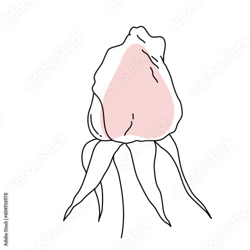 Rose flower bud line art with pink shape. Hand drawn realistic detailed vector illustration. Black and white clipart.