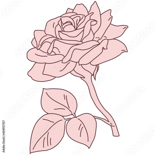 Rose flower in bloom with leaf line filled pink color illustration. Hand drawn realistic detailed vector illustration. Black and white clipart.