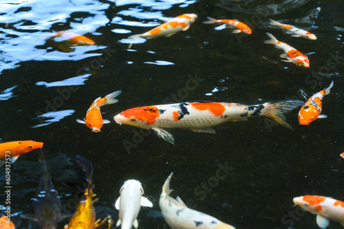 Top view of Carp fish - Group of Koi carps swimming in pool, Fancy carp fish
