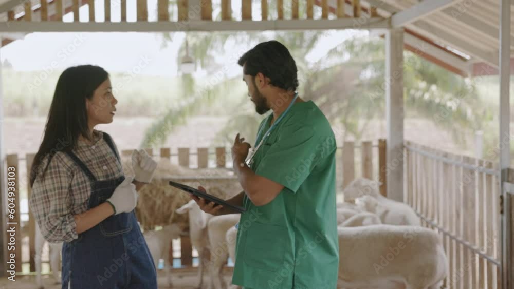 Veterinarians and farm owners are checking the group sheep on the farm to make sure they are healthy. Sheep farming business. Use an animal care management tablet. agricultural technology Veterinarians and farm owners are checking the group sheep on the farm to make sure they are healthy. Sheep farming business. Use an animal care management tablet. agricultural technology
