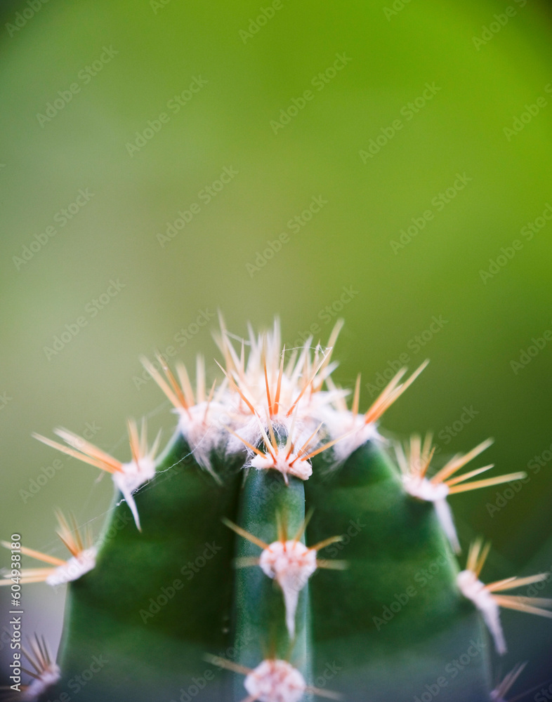 Selective focus close up photo of natural green cactus houseplant with sharp pickles. Selective focus close up photo of natural green cactus houseplant with sharp pickles.