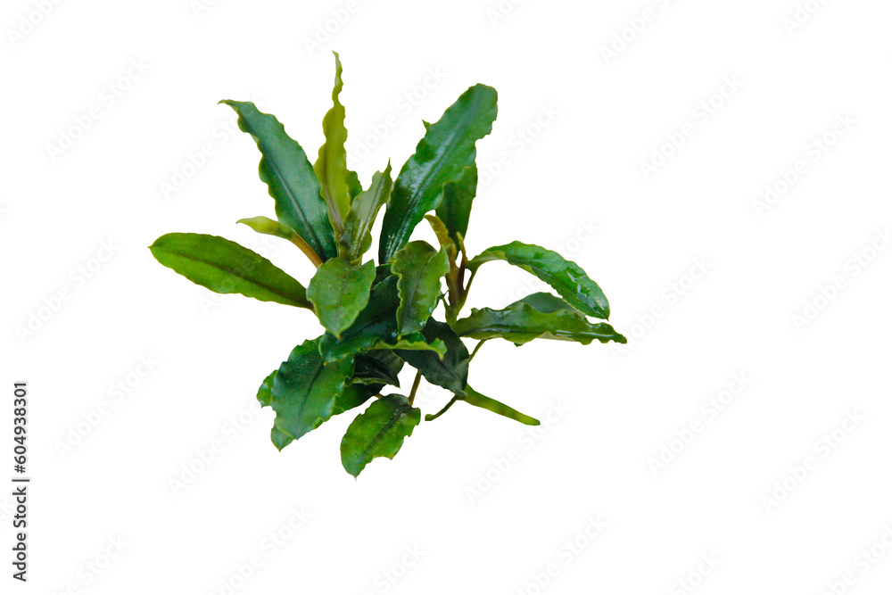 Bucephalandra sp ' Wavy Green' Aquarium plant isolated. PNG transparency Bucephalandra sp ' Wavy Green' Aquarium plant isolated. PNG transparency