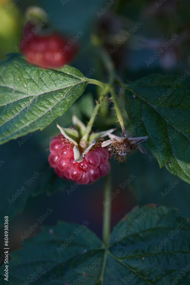 Ripe raspberries and green leaves at greenhouse