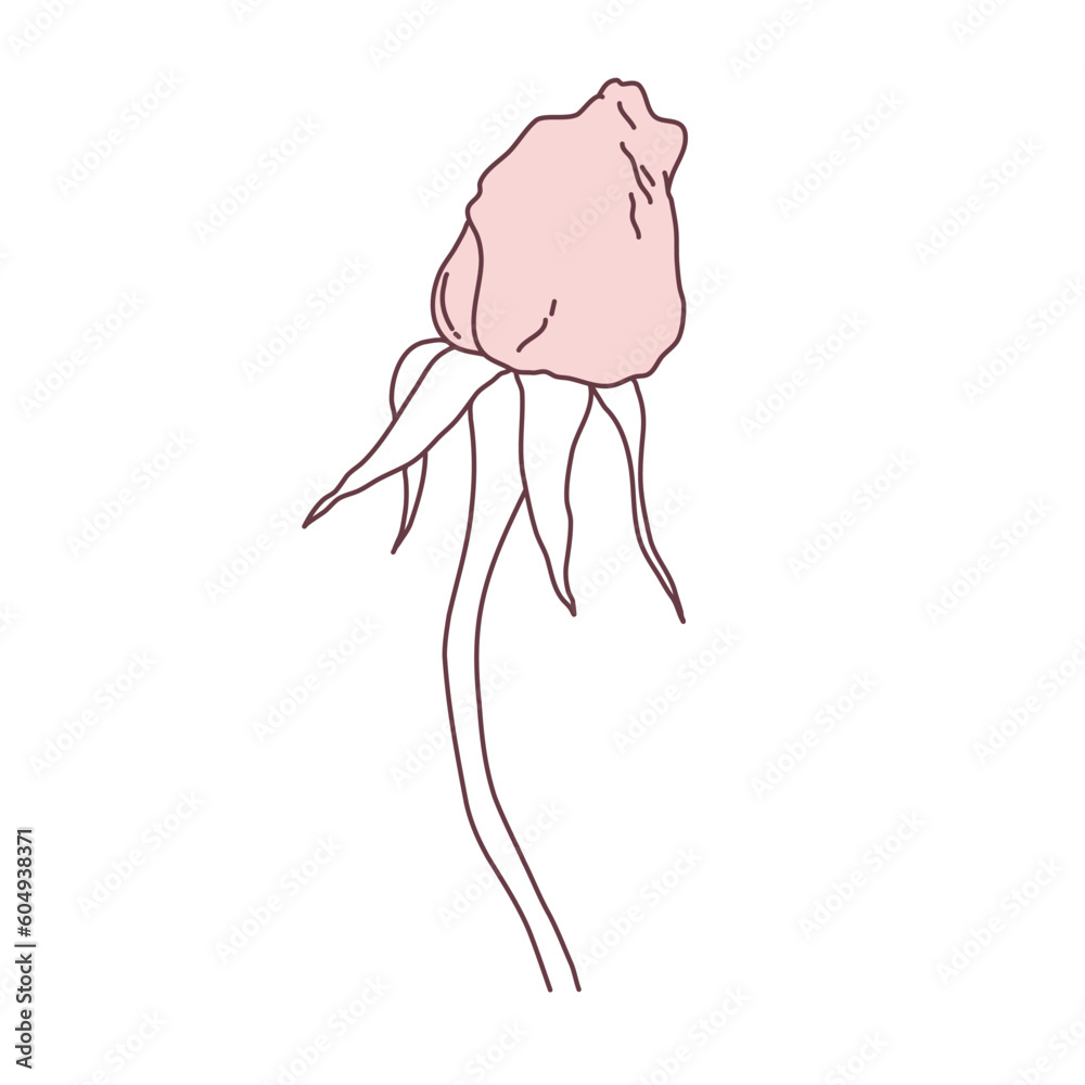 Rose flower bud line filled pink color illustration. Hand drawn realistic detailed vector illustration. Black and white clipart.