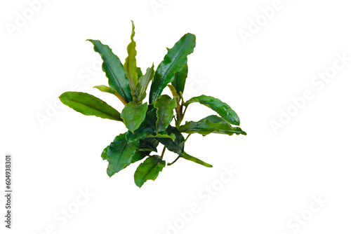 Bucephalandra sp ' Wavy Green' Aquarium plant isolated. PNG transparency