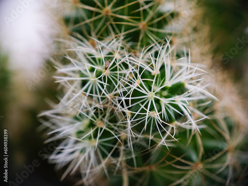 Selective focus close up photo of natural green cactus houseplant with sharp pickles.