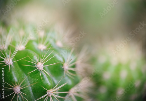 Selective focus close up photo of natural green cactus houseplant with sharp pickles.