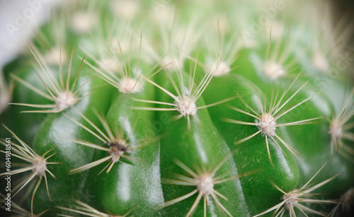 Selective focus close up photo of natural green cactus houseplant with sharp pickles.