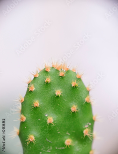 Wallpaper Mural Selective focus close up photo of natural green cactus houseplant with sharp pickles. Torontodigital.ca