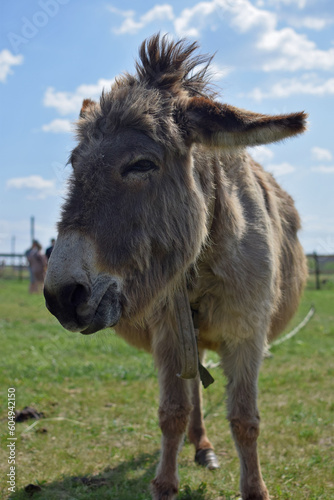a closeup shot of a cute donkey